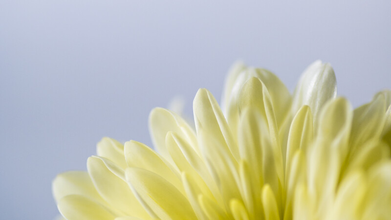 Pale yellow flower petals in sharp focus against soft blue background.
