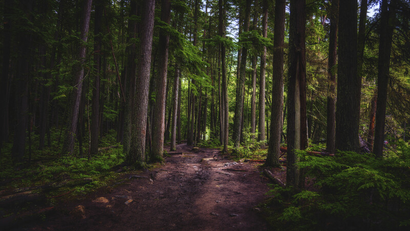 Forest path lined with tall coniferous trees creating a receding perspective with soft overhead light filtering through the canopy.