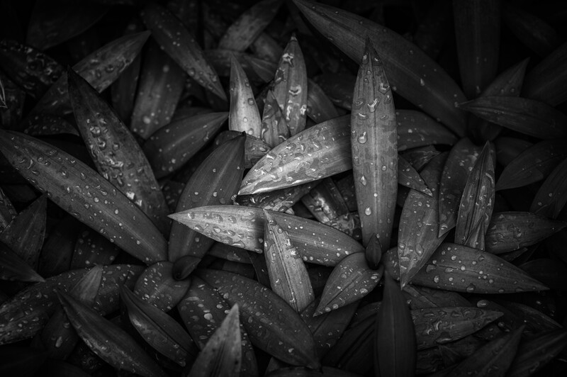 Close-up of fresh mussels glistening with water droplets against a dark background in black and white.