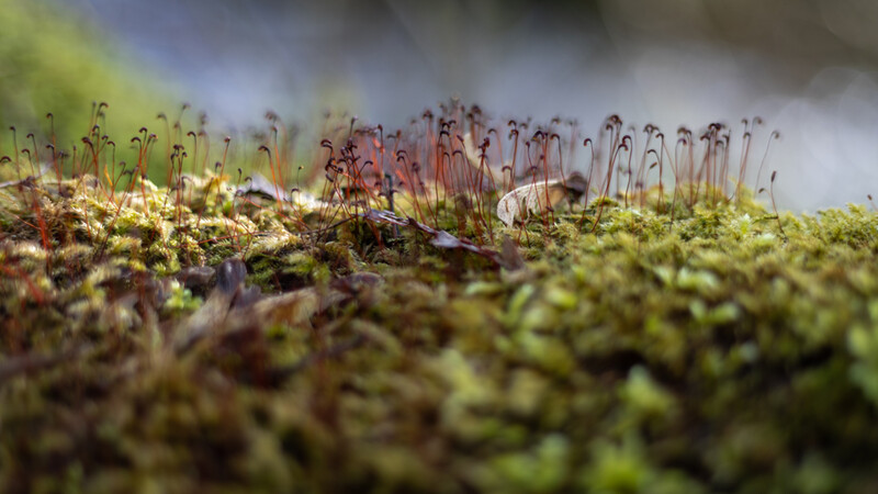 Moss with delicate red-tipped sporophytes emerging from a lush green carpet, shot at macro perspective.