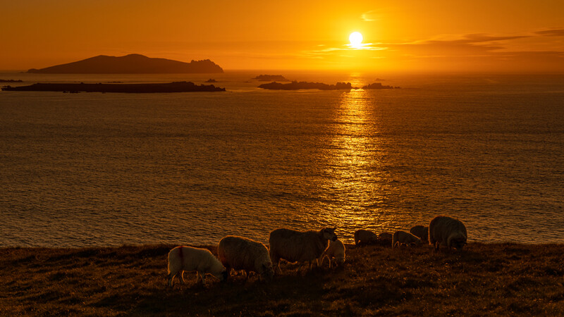 Silhouetted sheep grazing on a beach at sunset with islands visible across golden water.