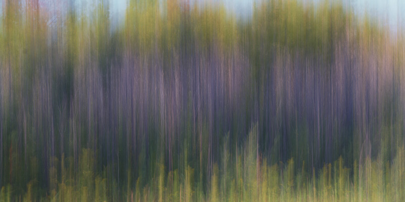 Forest treeline with vertical motion blur effect creating an impressionistic, streaked appearance.