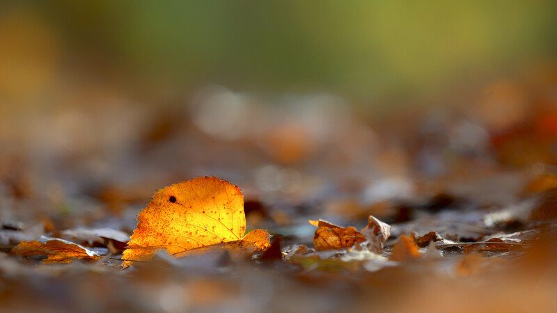 Autumn leaf with water droplets lying on wet ground with blurred fallen leaves in background.