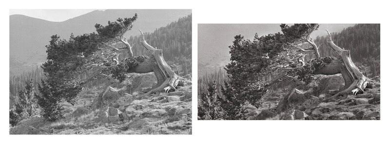 Bristlecone Pine