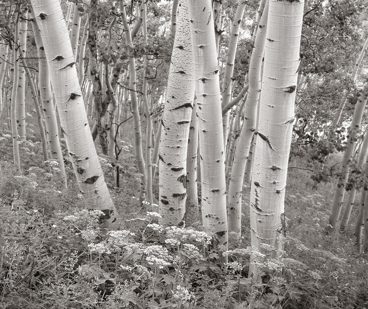 Aspens and White Lace