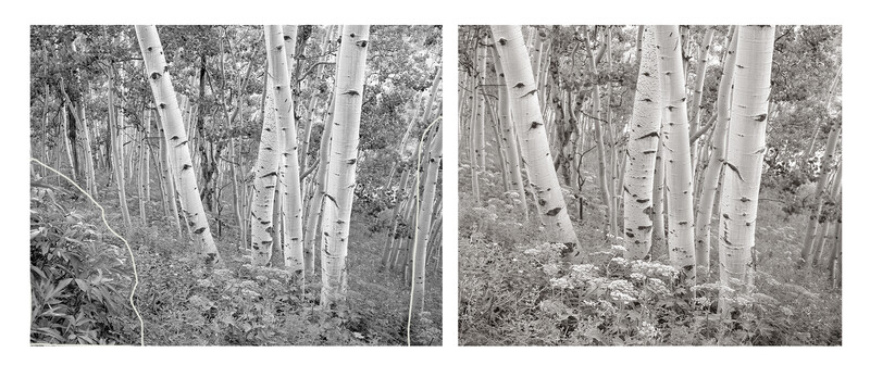 Aspens and White Lace