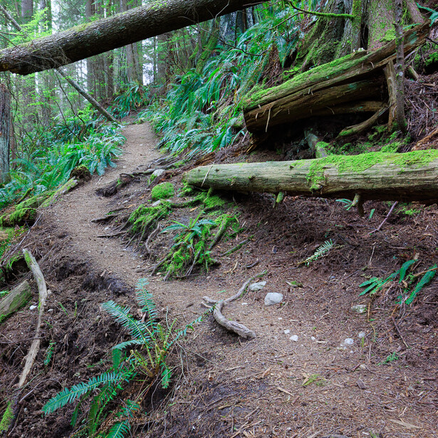 A trail winds along a hillside through a Pacific Northwest forest