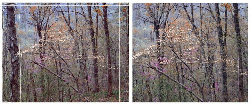 "Redbuds and Dogwoods, Buffalo National Trail"