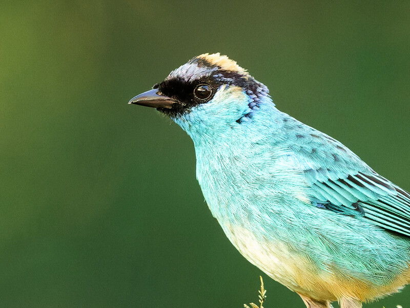 Small bird with turquoise plumage, black head markings, and pale crown against soft green background.