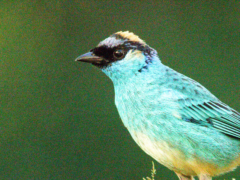 Small bird with turquoise-blue plumage, black head marking, and pale underside against green background.