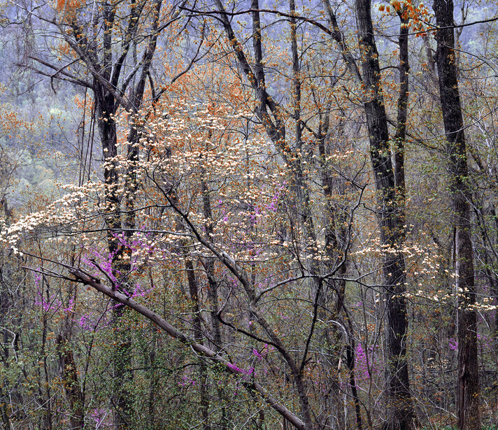 "Redbuds and Dogwoods, Buffalo National Trail, Ozark Mountains"