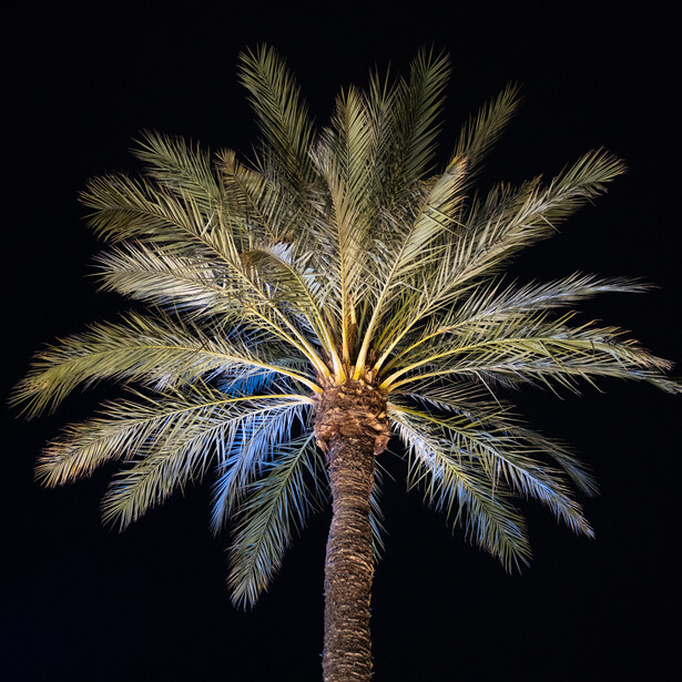 Palm tree photographed from below at night with warm uplighting against dark sky.