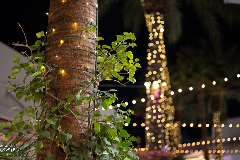 Palm tree trunk with green foliage illuminated by warm string lights at night, with blurred bokeh lights in background.