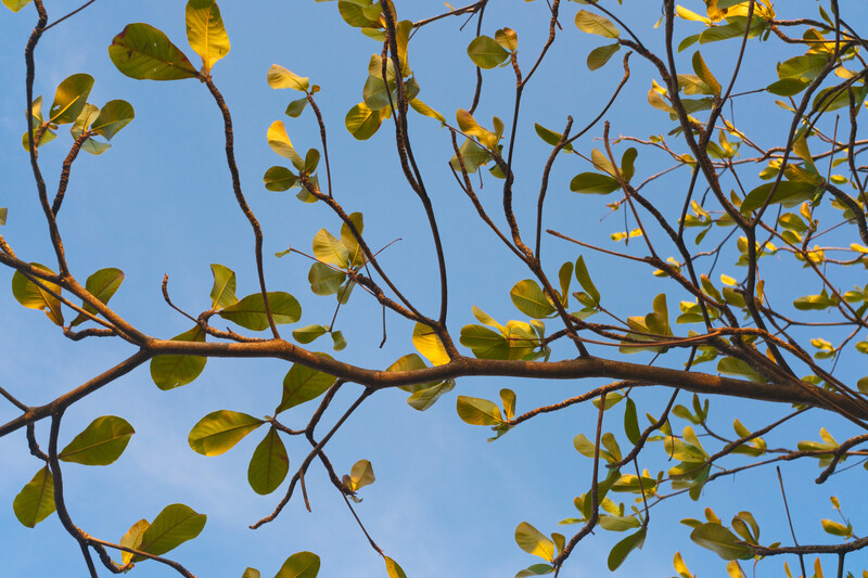 Tree branches with yellow-green foliage backlit against clear blue sky.