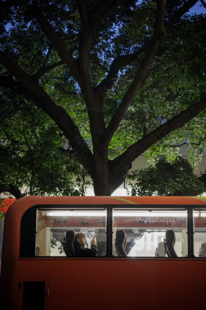 Red bus parked beneath a large spreading tree with dense green foliage against blue sky.