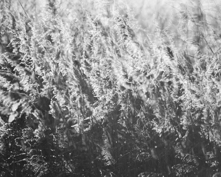 Black and white multiple exposure photograph of backlit winter grasses