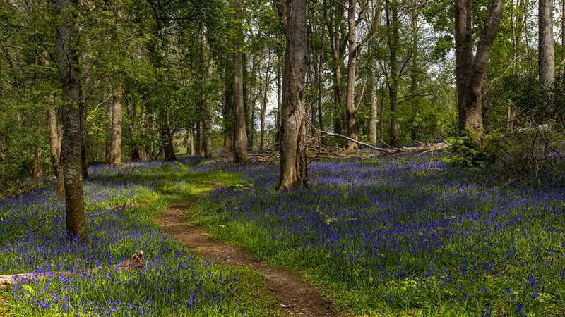 Forest path lined with blooming purple wildflowers beneath tall trees.