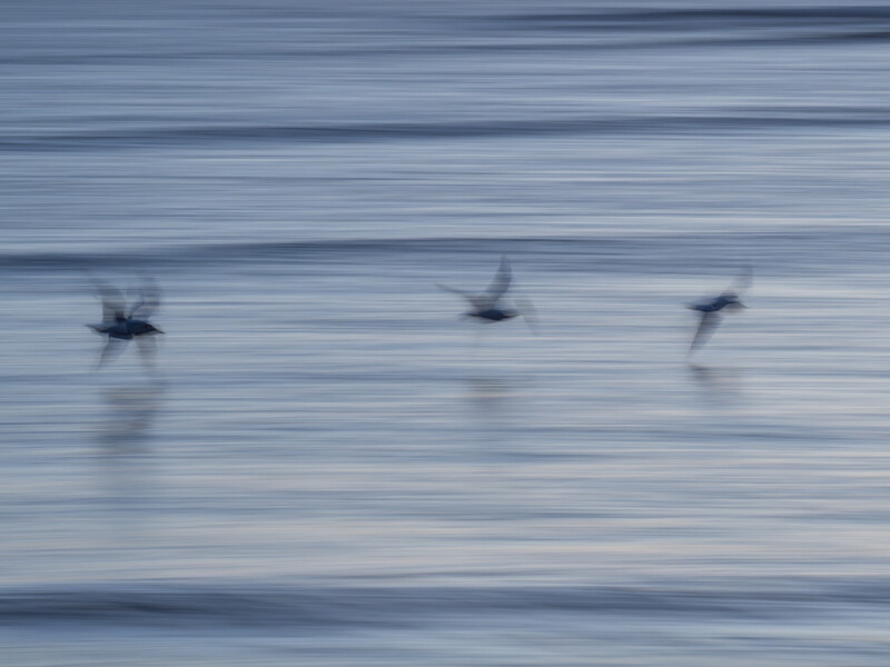 Three birds in motion blur skimming across shallow water with horizontal ripples.