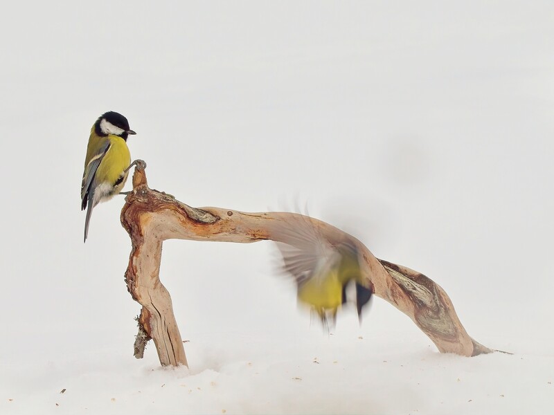 Two small birds with yellow and black plumage perched on a gnarled, leafless branch against a white background.