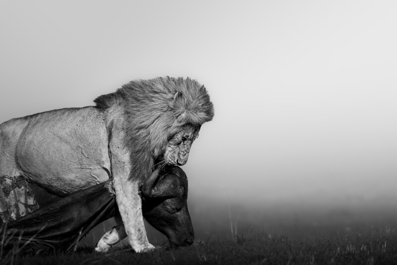 Black and white portrait of a lion in profile, maned head lowered against a misty, dark background.