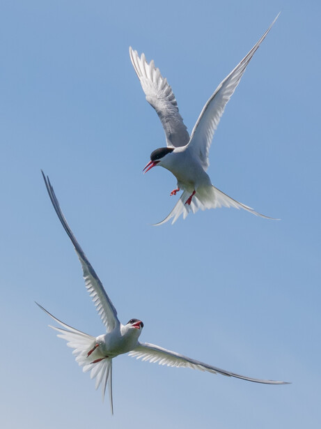 Two terns in flight against a clear blue sky, wings spread in dynamic aerial poses.