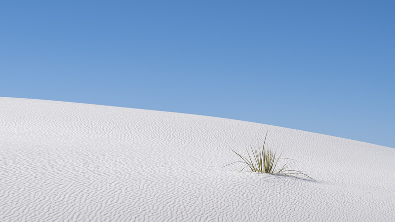 Single desert grass plant on white sand dune against clear blue sky.