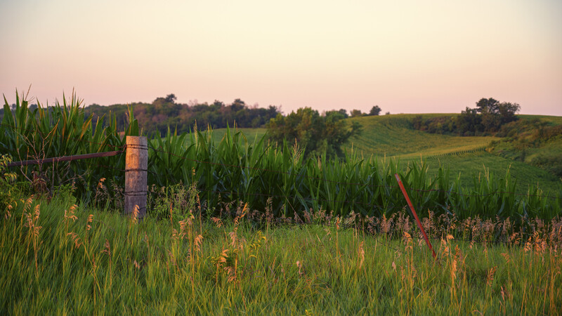 Rural cornfield at dusk with wooden fence posts and rolling hills in soft evening light.