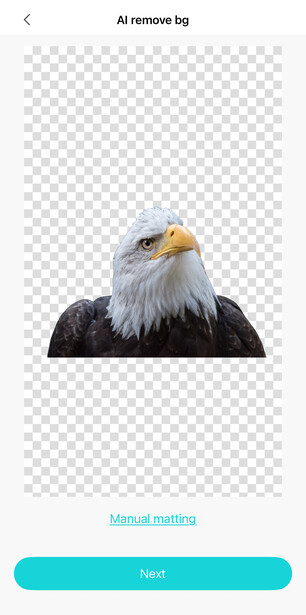 Bald eagle head portrait against transparent background, showing sharp focus on yellow eyes and curved beak.