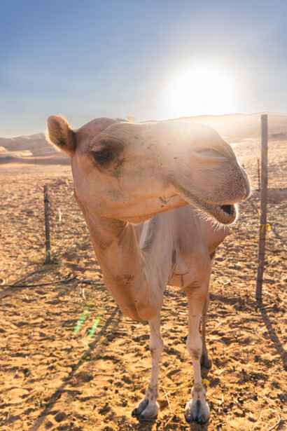 Thin cow standing in sandy desert pasture with backlit sun and fence posts visible.
