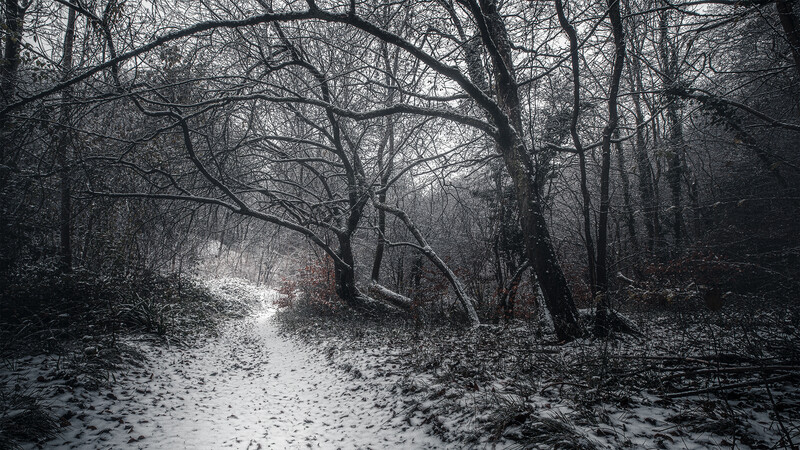 Bare deciduous trees line a winding path through a misty forest in winter.