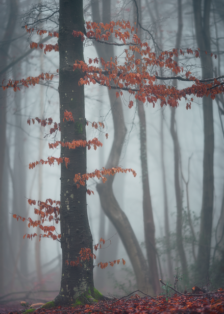 Misty forest with bare tree trunks and rust-colored foliage clinging to branches in the fog.