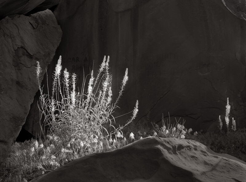 Princes Plume, Southern Utah