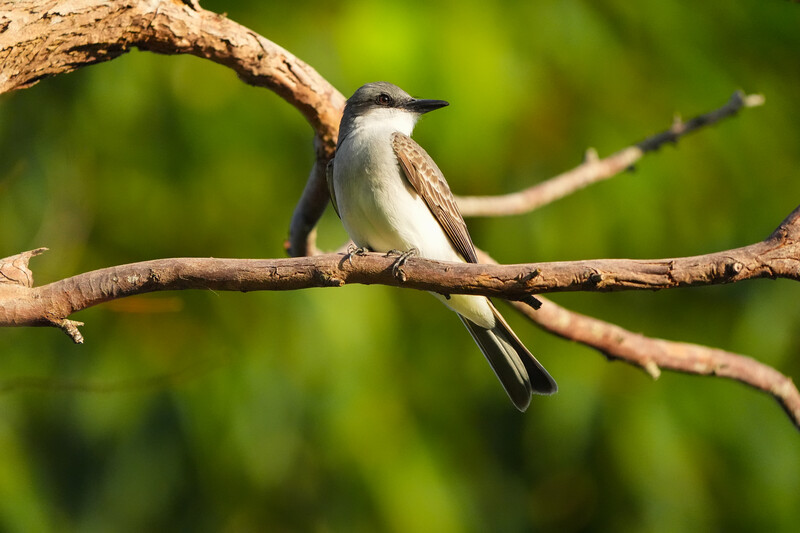 Sony 400-800mm review