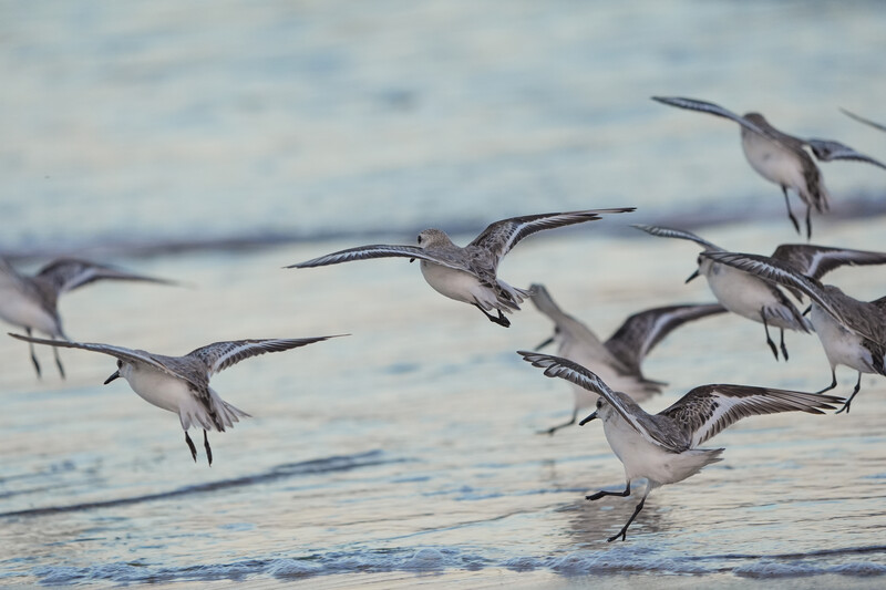 Group of sandpipers landing on wet sand at the water's edge during golden hour.