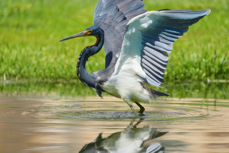 Sony 400-800mm review