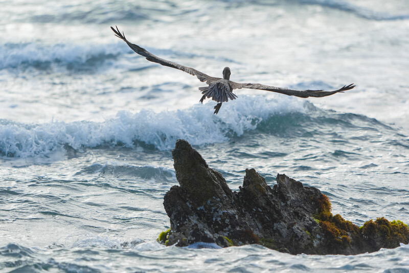 Sony 400-800mm review