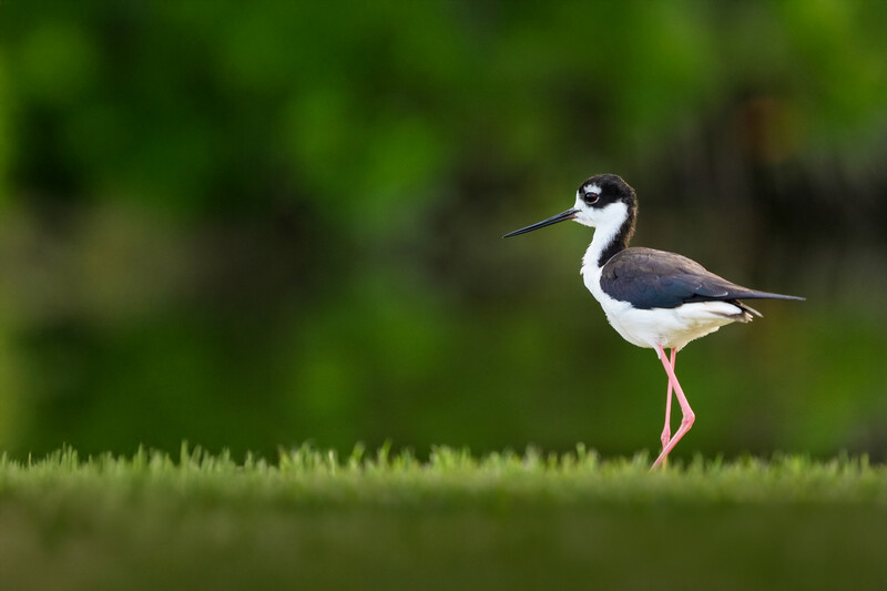 Northern lapwing standing in profile on grass with blurred green background.