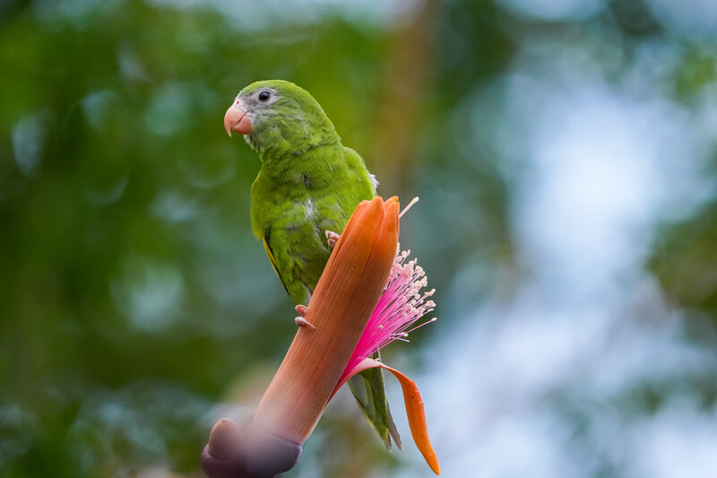 Sony 400-800mm review