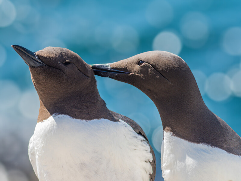 Two auks with dark plumage and white breasts face each other against a blurred blue ocean background.