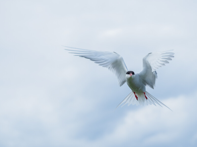 White tern in flight with wings spread against cloudy sky, red legs and black markings visible.