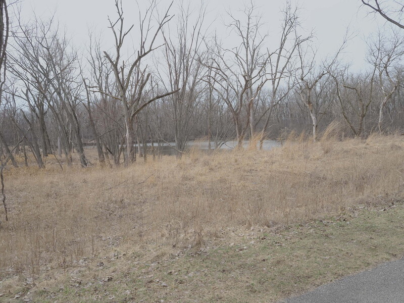 Photo of late winter grasses and trees
