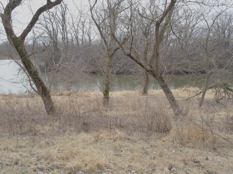 Photograph of leafless trees and grasses by water