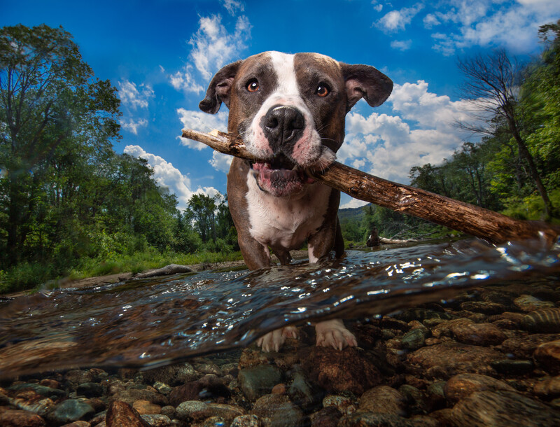 Dog in lake with stick