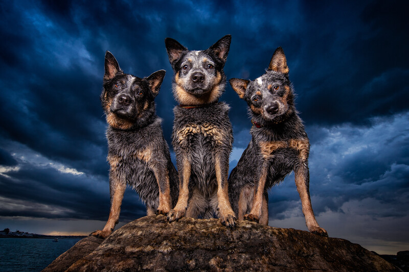 3 dogs sitting outside