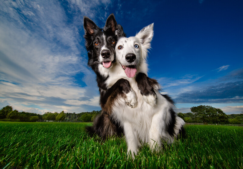 Two dogs appearing to hug each other.