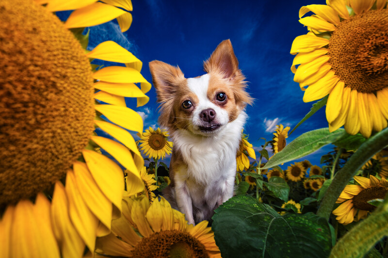 Small dog next to sunflower seeds.