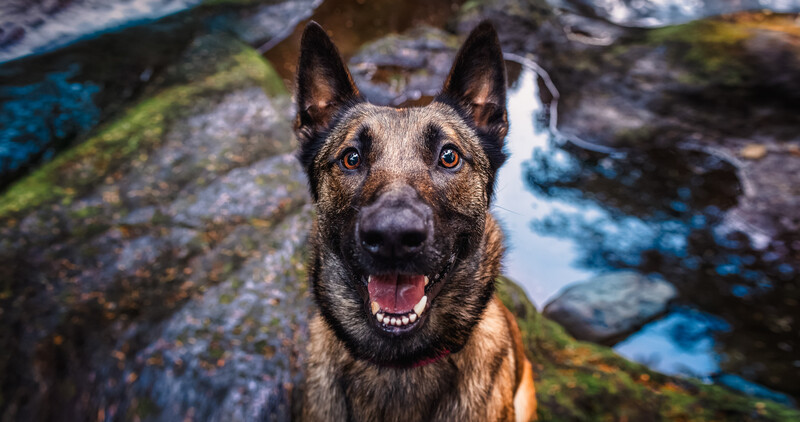 Dog in the forest.