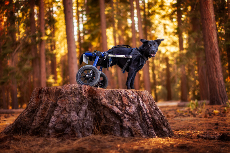 Dog missing rear legs, in a wheelchair, standing on tree trunk.