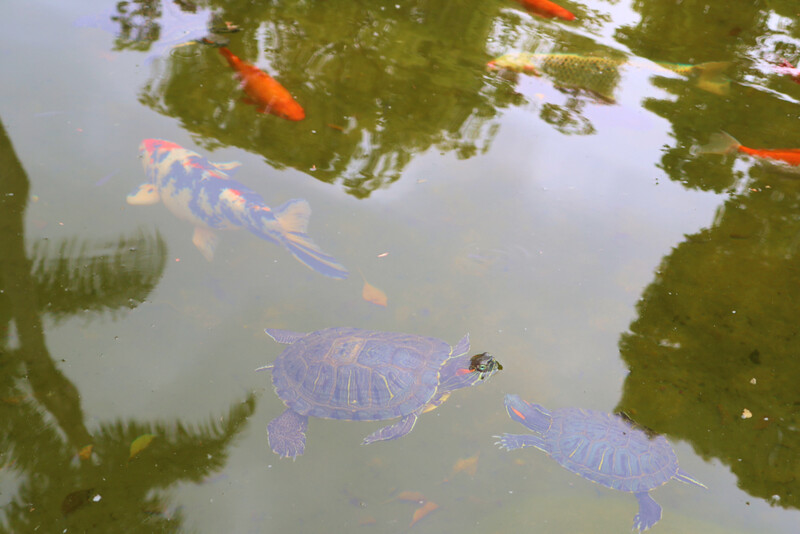 Two turtles swimming underwater in a pond surrounded by aquatic plants and lily pads.