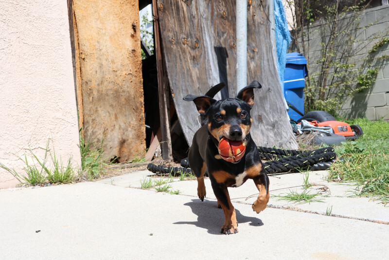 Black and tan dog with open mouth running toward camera on concrete driveway.